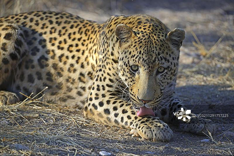 非洲纳米比亚霍马斯地区的豹（Panthera pardus）图片素材