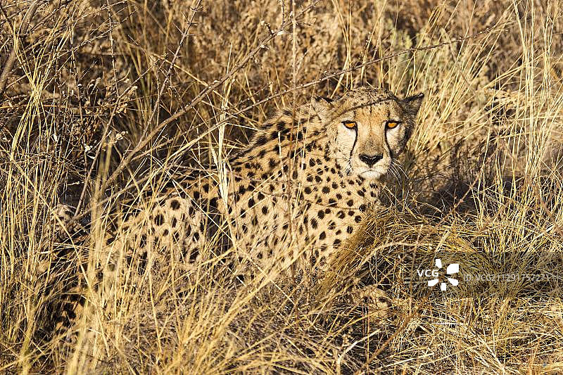 纳米比亚霍马斯地区卧在长草中的猎豹图片素材