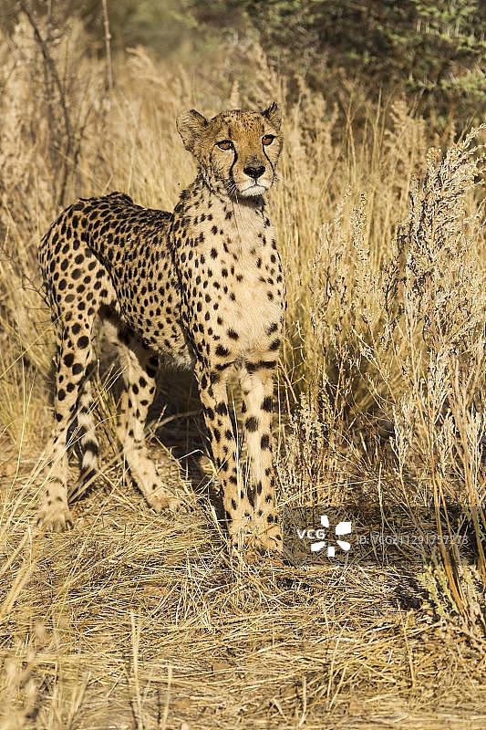 猎豹，纳米比亚霍马斯地区，非洲图片素材