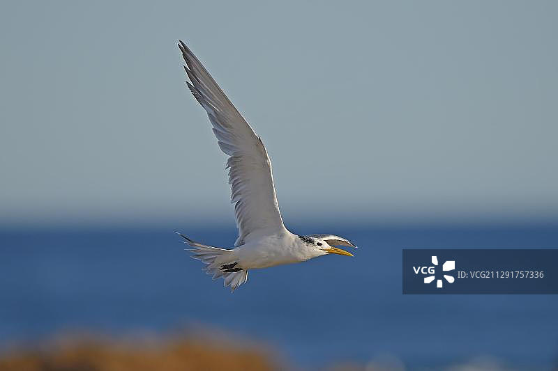 凤头燕鸥，鸟岛，兰伯特湾，西开普省，南非，非洲图片素材