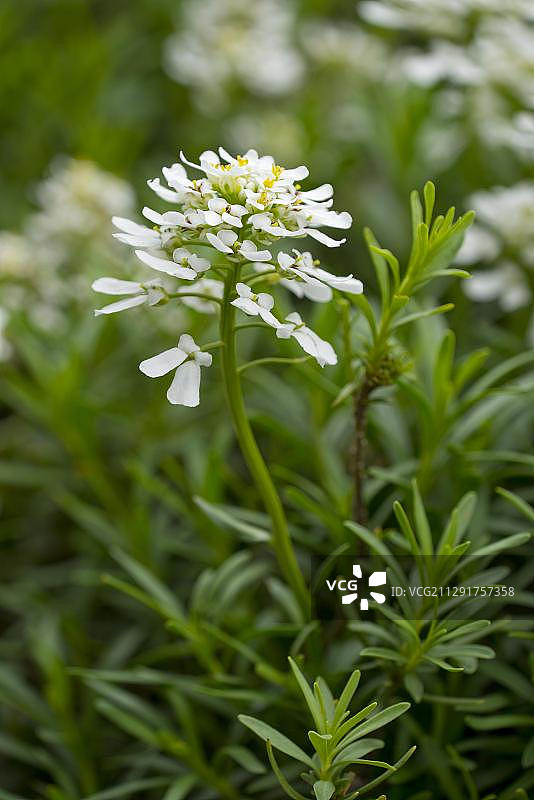 常绿屈曲花（Iberis sempervirens），花和叶，萨克森，德国，欧洲图片素材