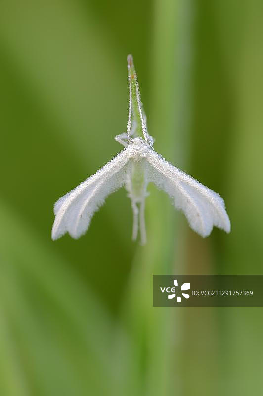 白羽蛾(Pterophorus pentadactyla)，德国北莱茵-威斯特法伦图片素材