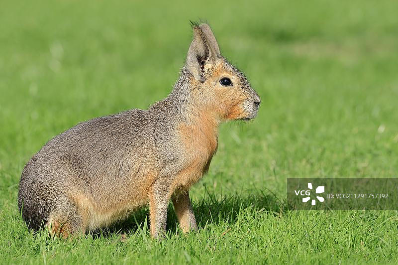 原产于南美洲的巴塔哥尼亚豚鼠图片素材