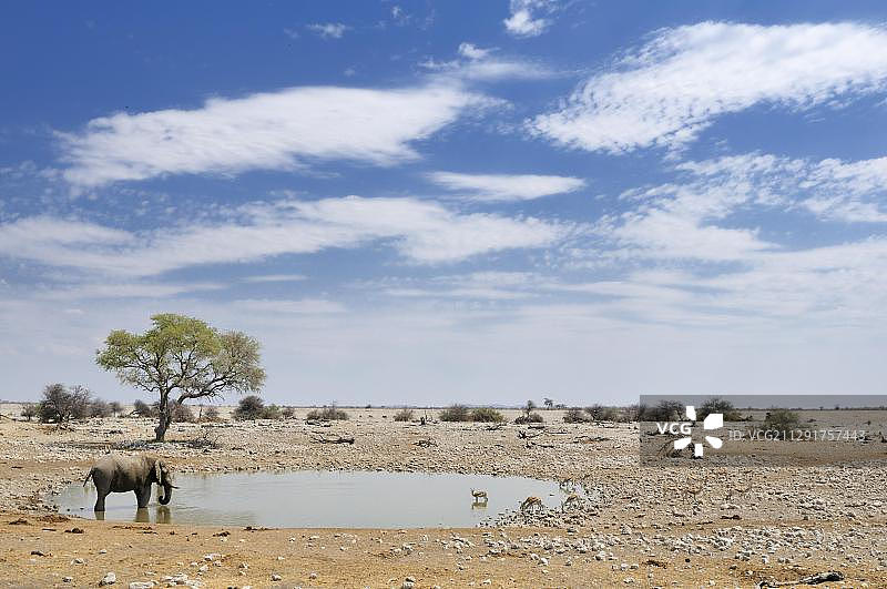 非洲象和跳羚在埃托沙国家公园的水坑旁，纳米比亚图片素材