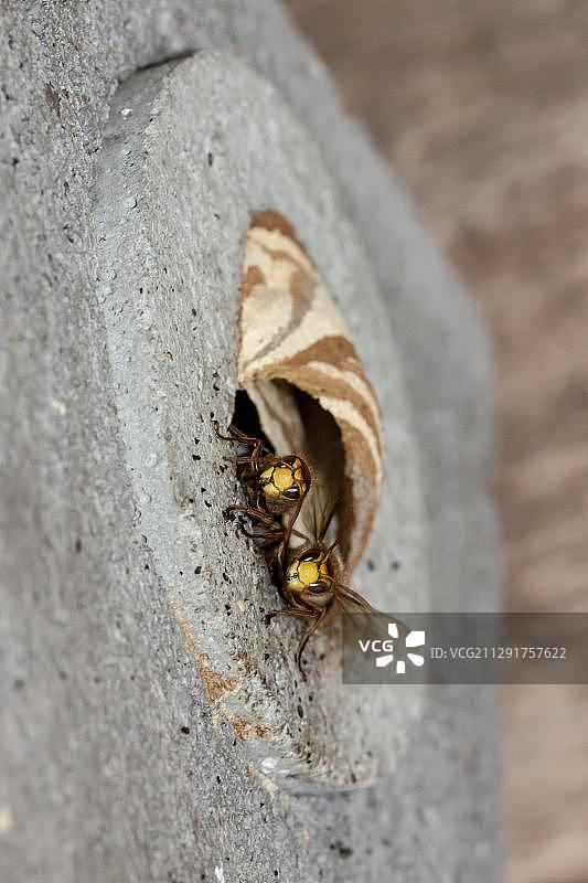 欧洲胡蜂在人工提供的空心石头巢穴中，莱茵兰-普法尔茨州，德国，欧洲图片素材
