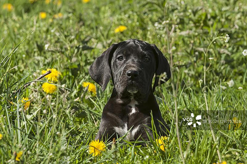 德国獒犬幼犬，黑色，在草地上图片素材