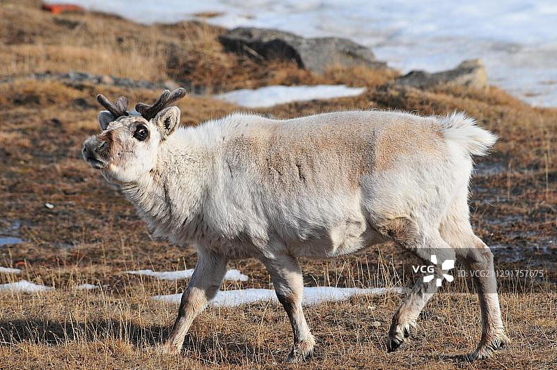 斯瓦尔巴德驯鹿，斯匹次卑尔根岛，斯瓦尔巴群岛，挪威，欧洲图片素材