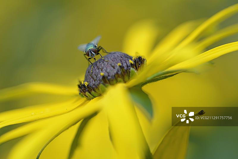 绿色丽蝇，德国下萨克森州埃姆斯兰图片素材