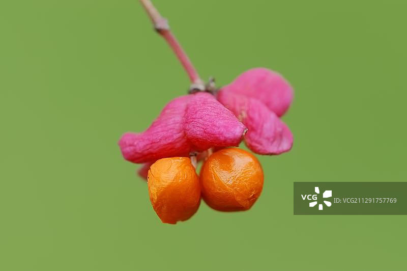 欧洲卫矛果实，德国北莱茵-威斯特法伦图片素材