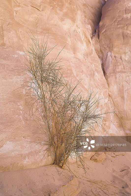 来自非洲埃及西奈半岛的岩石上生长的 Retamo (Bulnesia retama)图片素材