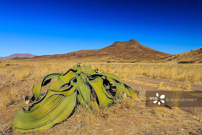 百岁叶，靠近勃兰登堡山，纳米比亚，非洲图片素材