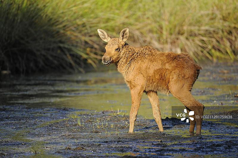 欧洲驼鹿幼崽，德国图片素材