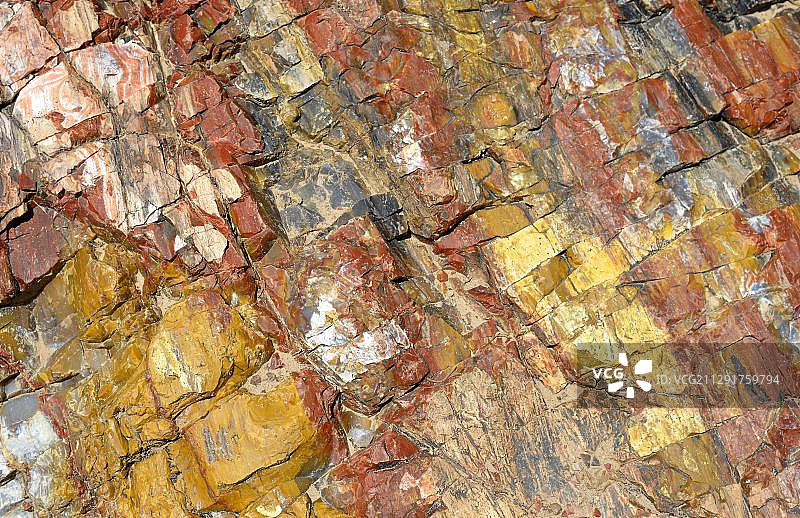 石化树木，化石木，横截面，石化森林州立公园，犹他州，美国西南部，美国，北美洲图片素材