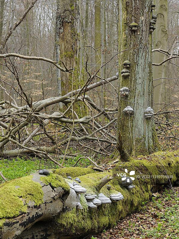 德国图林根州埃森纳赫海尼希联合国教科文组织世界遗产地山毛榉林中的枯木图片素材