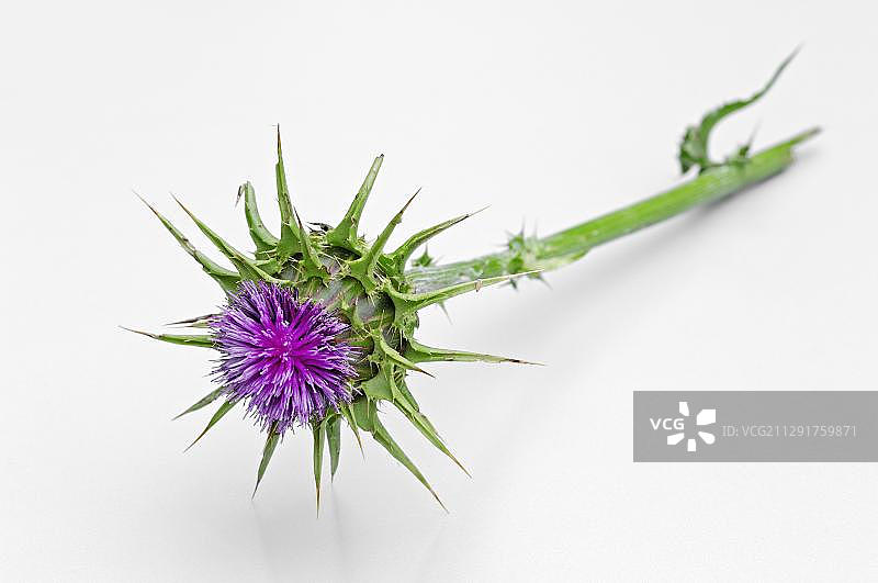 水飞蓟图片素材