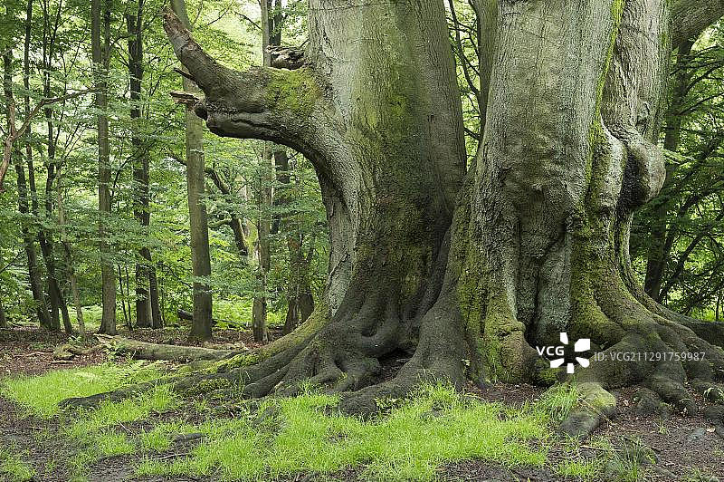 萨巴堡丛林，位于德国黑森州霍夫盖斯马尔图片素材