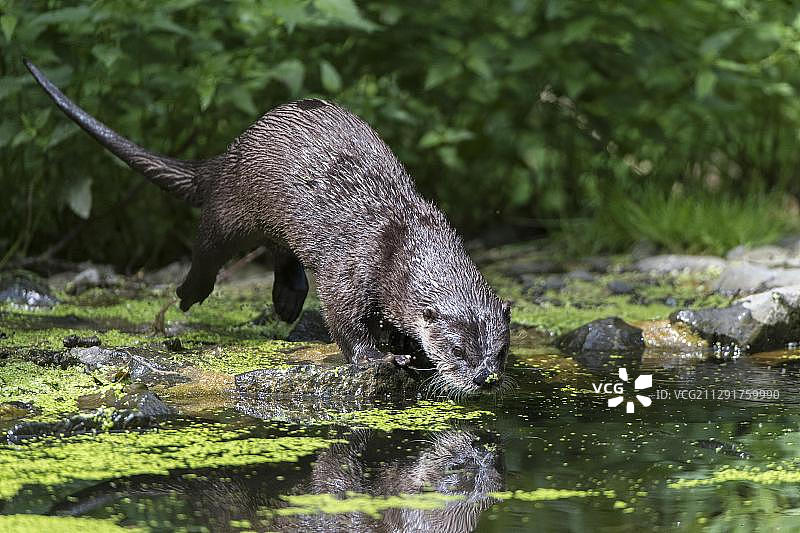 德国黑森州霍夫盖斯玛尔萨巴堡动物园的欧亚水獭图片素材
