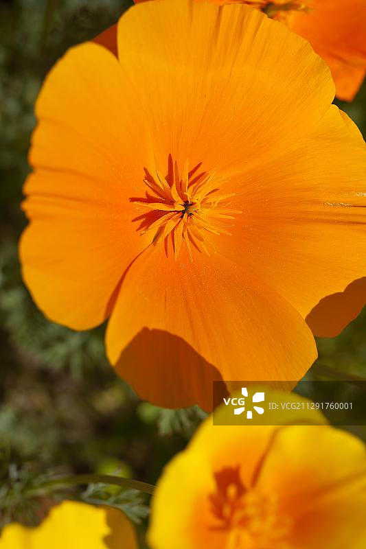 加州罂粟花特写图片素材