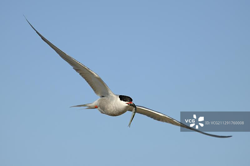 普通燕鸥嘴里叼着小鱼，荷兰特塞尔瓦登群岛图片素材