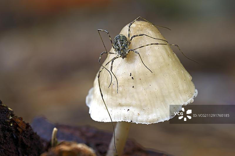 在蘑菇上栖息的Harvestman(Opiliones spec.)，伞菌类蘑菇(Mycena sp.)，勃兰登堡，德国，欧洲图片素材