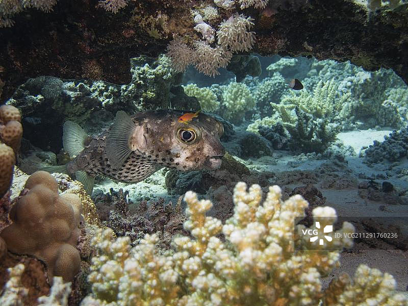 黄斑刺豚鱼，红海，埃及，非洲图片素材