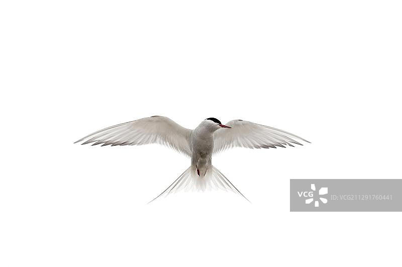 北极燕鸥，英国苏格兰设得兰群岛图片素材