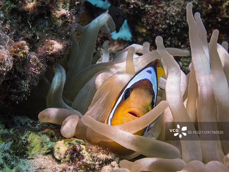 红海小丑鱼，埃及红海红树林海湾图片素材
