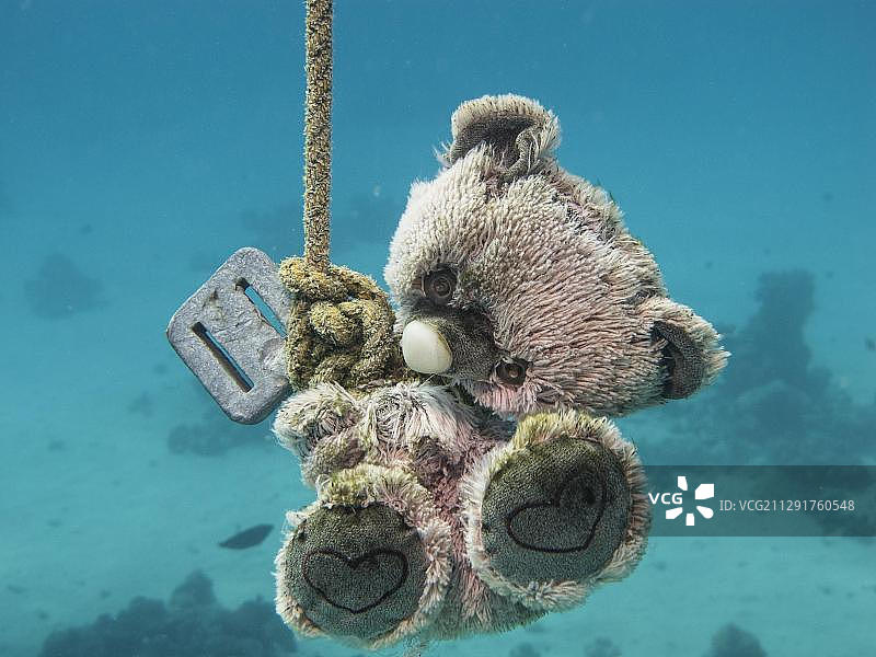 红海埃及非洲，作为潜水员的向导或目标标记的泰迪熊图片素材