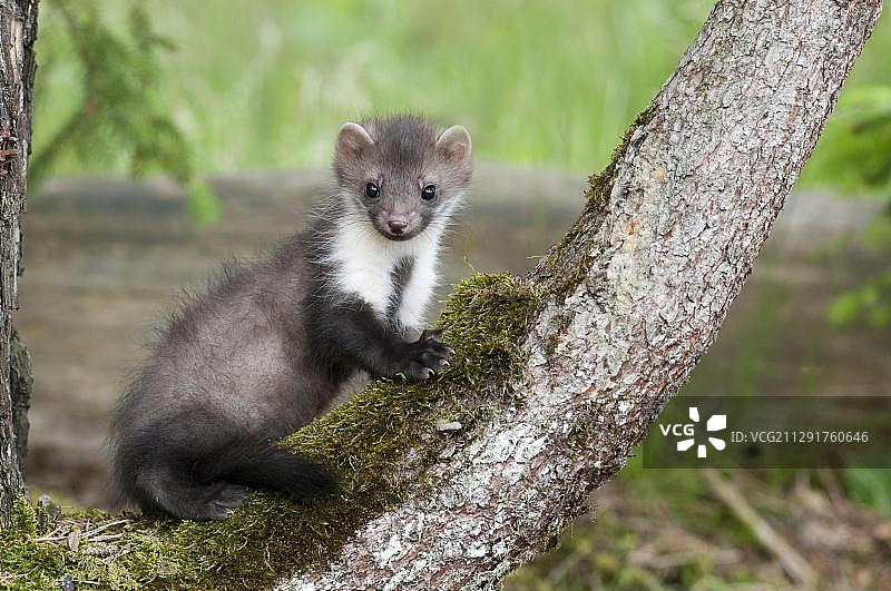 幼年石貂栖息在奥地利蒂罗尔州长满苔藓的树干上图片素材
