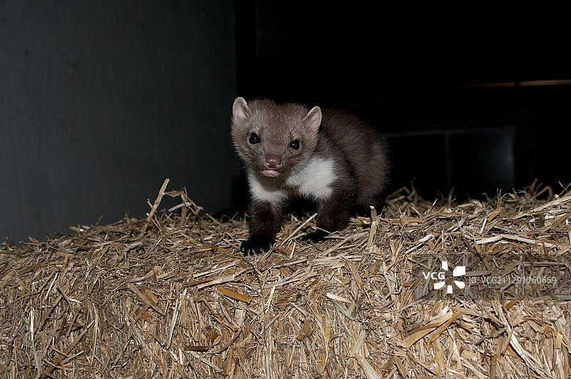 夜间在奥地利蒂罗尔州稻草捆上的石貂图片素材