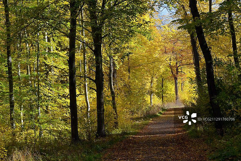 德国图林根州海尼希国家公园的秋日森林图片素材
