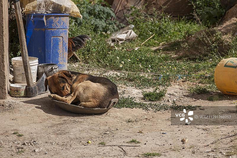 秘鲁卡哈马卡省科尔帕的碗里睡觉的狗图片素材