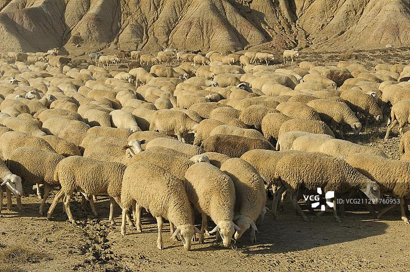 西班牙巴尔德纳斯雷亚莱斯半沙漠地带的羊群图片素材