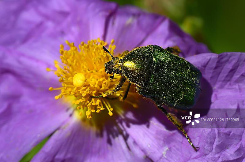 玫瑰金龟子（Cetonia aurata）在岩蔷薇（Cistus albidus）上，科西嘉岛，法国，欧洲图片素材