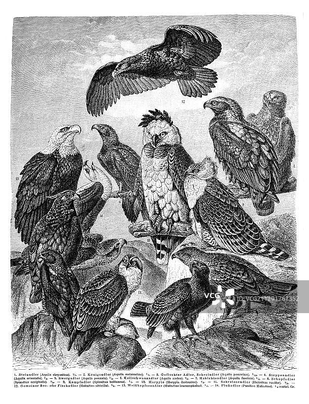 《迈耶百科全书》中的老鹰挂图，1897年图片素材