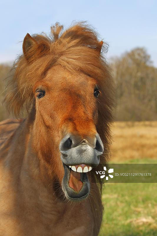 冰岛马或矮马，母马嘶鸣图片素材