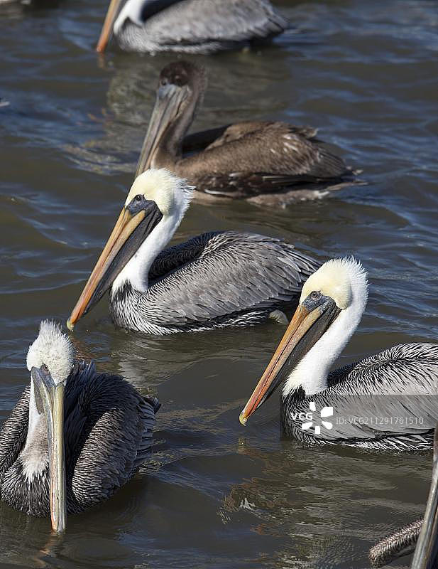 棕色鹈鹕（Pelecanus occidentalis）寻找虾拖网船丢弃的非虾类兼捕物，美国阿拉巴马州莫比尔湾，北美洲图片素材
