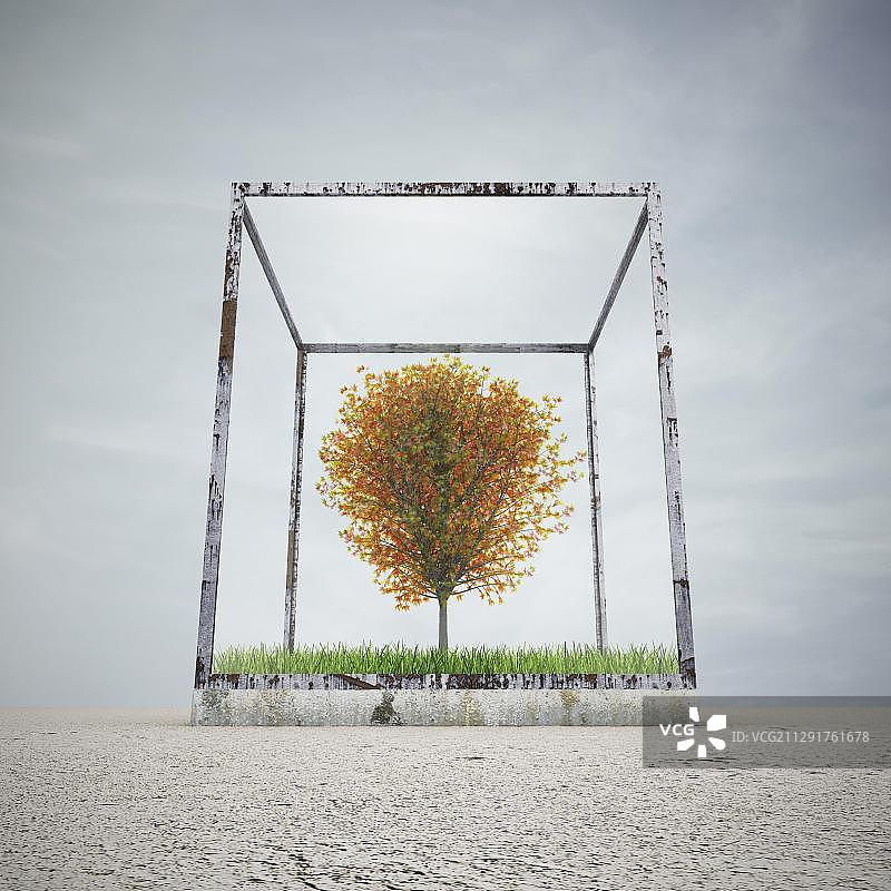 玻璃盒子中的树木，环境保护象征，3D图图片素材