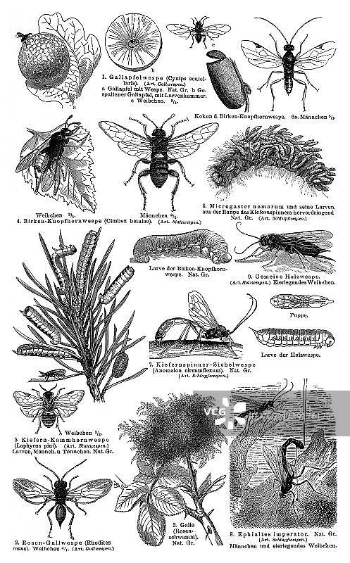 膜翅目昆虫图表展示，出自《梅耶百科辞典》，1897年图片素材