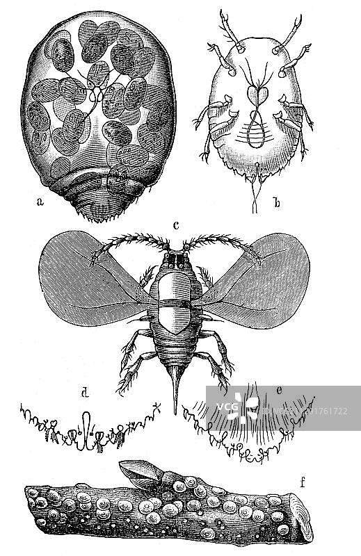 圣何塞介壳虫：妊娠雌性、幼虫、雄性、带卵树枝，1897年《梅耶百科全书》图解图片素材