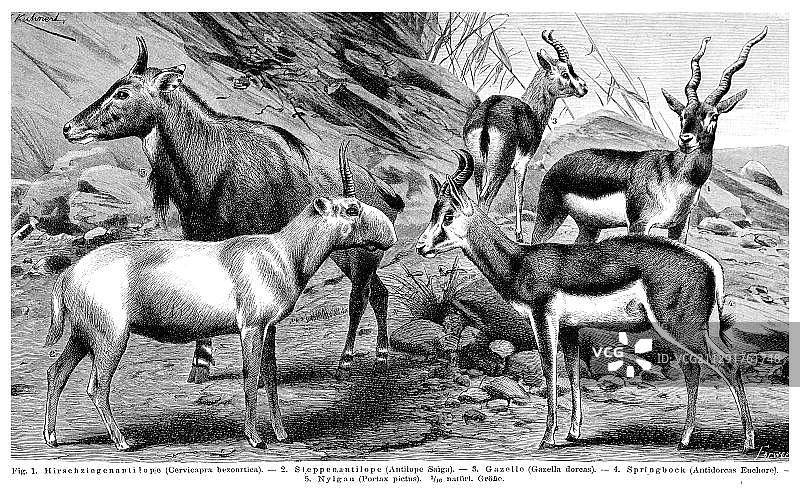 羚羊展示图表， Meyers Konversations-Lexikon百科全书，1897年图片素材