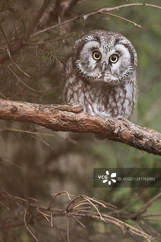 长尾林鸮（Aegolius funereus）栖息在树枝上，蒂罗尔，奥地利，欧洲图片素材