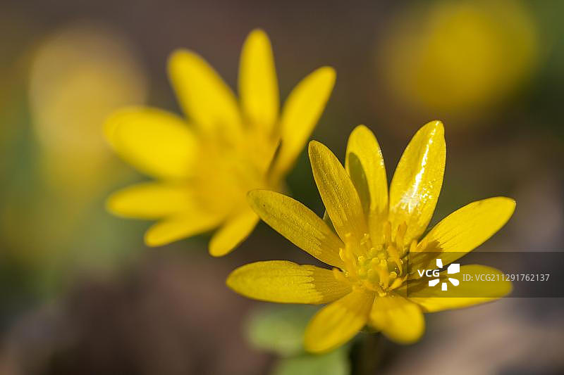白屈菜或无花果毛茛，德国黑森州，欧洲图片素材