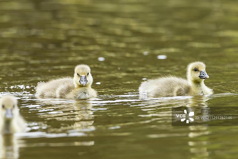 灰雁幼雏，德国黑森州图片素材