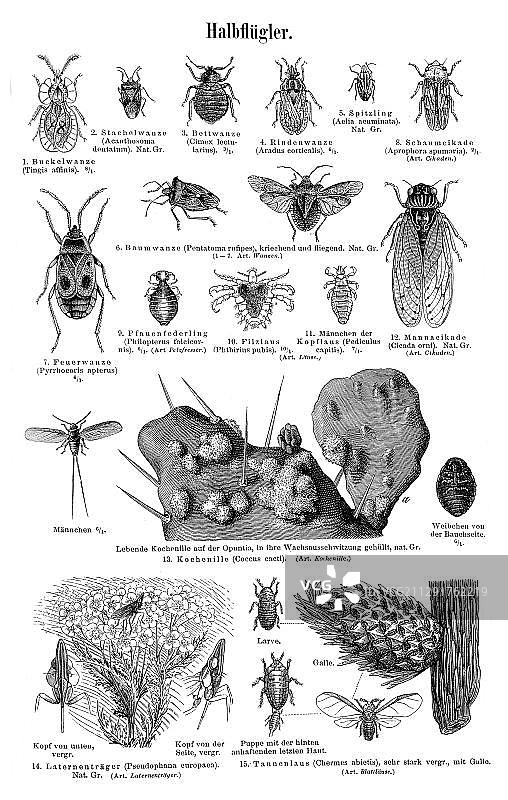 半翅目昆虫挂图，源自1897年德国百科全书图片素材