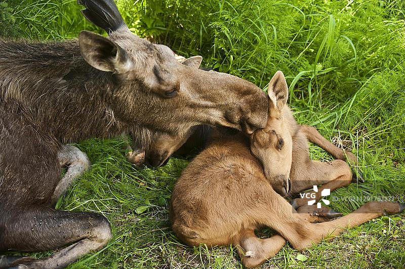驼鹿妈妈和幼崽（阿拉斯加）图片素材
