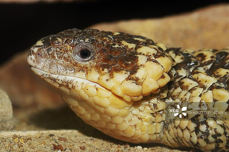 澳洲松果蜥（粗皮蜥）肖像，原产于澳大利亚图片素材
