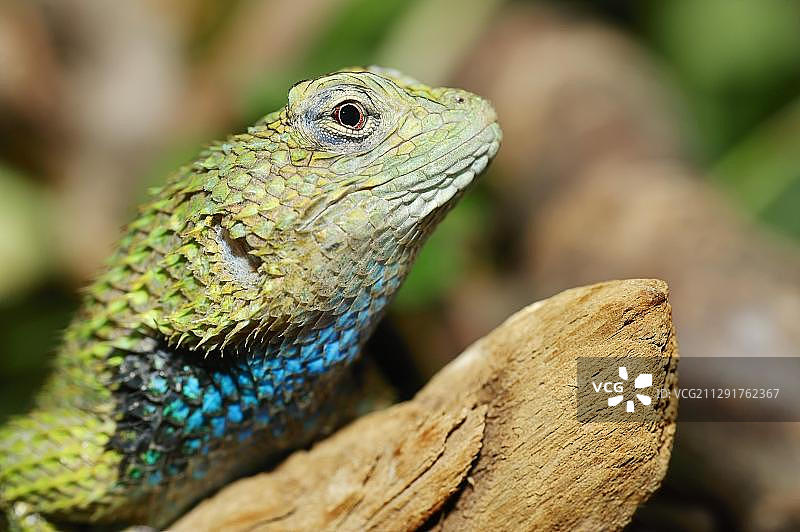 翠绿蜥蜴雄性特写图片素材