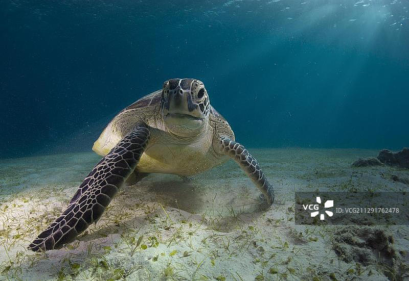 绿海龟，菲律宾布苏安加岛巴尔内克，亚洲图片素材