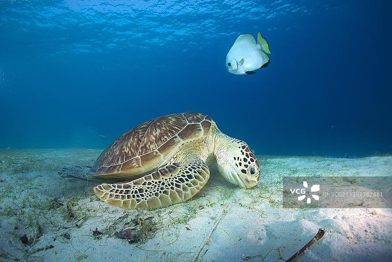 绿海龟（Chelonia mydas）在菲律宾巴苏安加岛吃海草图片素材